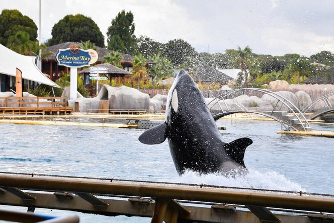 Les enjeux éthiques autour du Parc Marineland d’Antibes